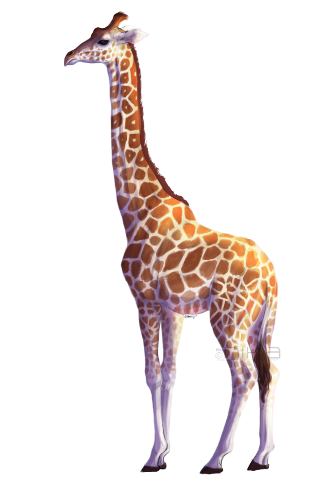 Giraffe Vector Transparent PNG Image
