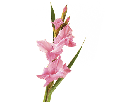 Gladiolus Transparent PNG Image