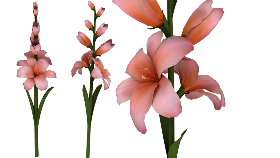 Gladiolus Transparent PNG Image