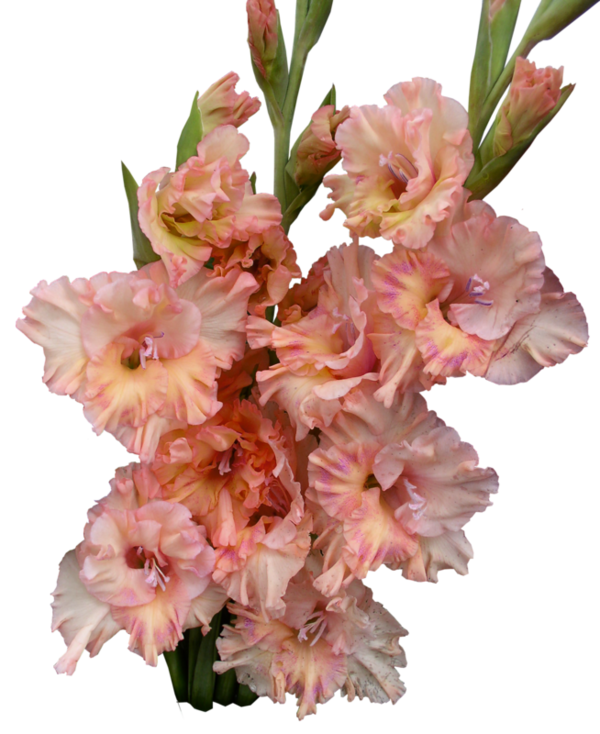 Gladiolus Transparent PNG Image