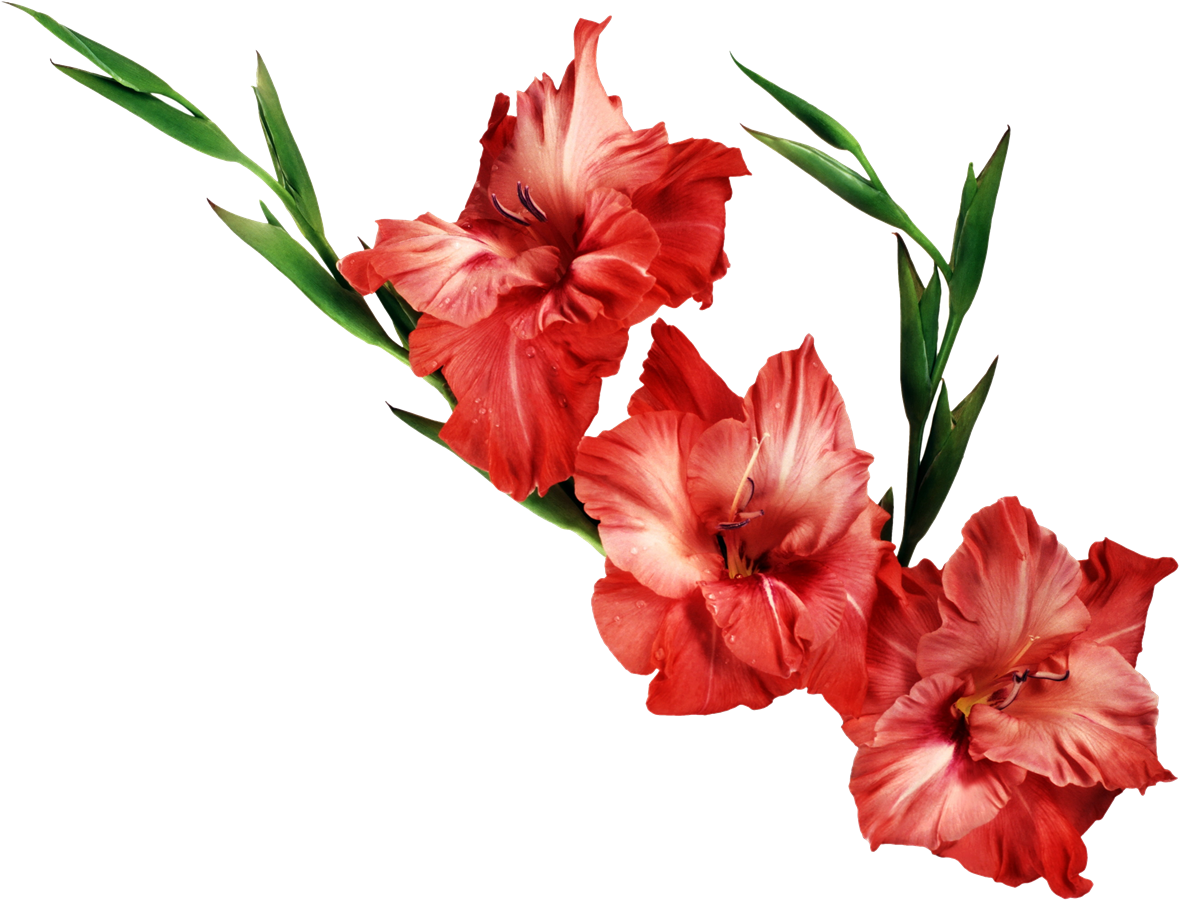 Gladiolus Background Transparent PNG Image