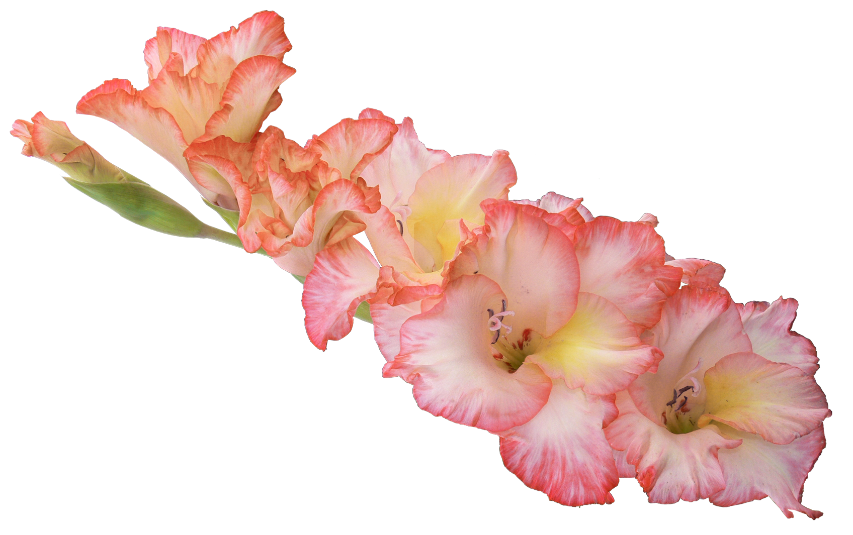 Gladiolus Transparent PNG Image