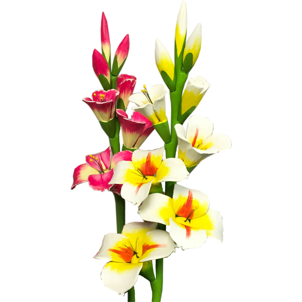 Gladiolus Transparent PNG Image