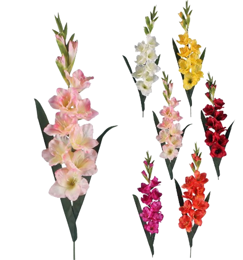Gladiolus Background Transparent PNG Image