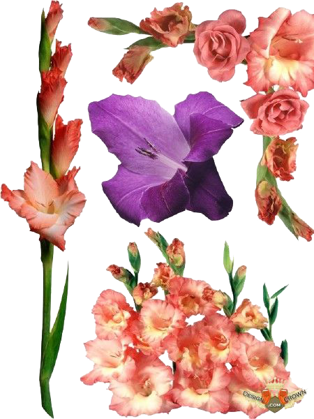Gladiolus Transparent PNG Image