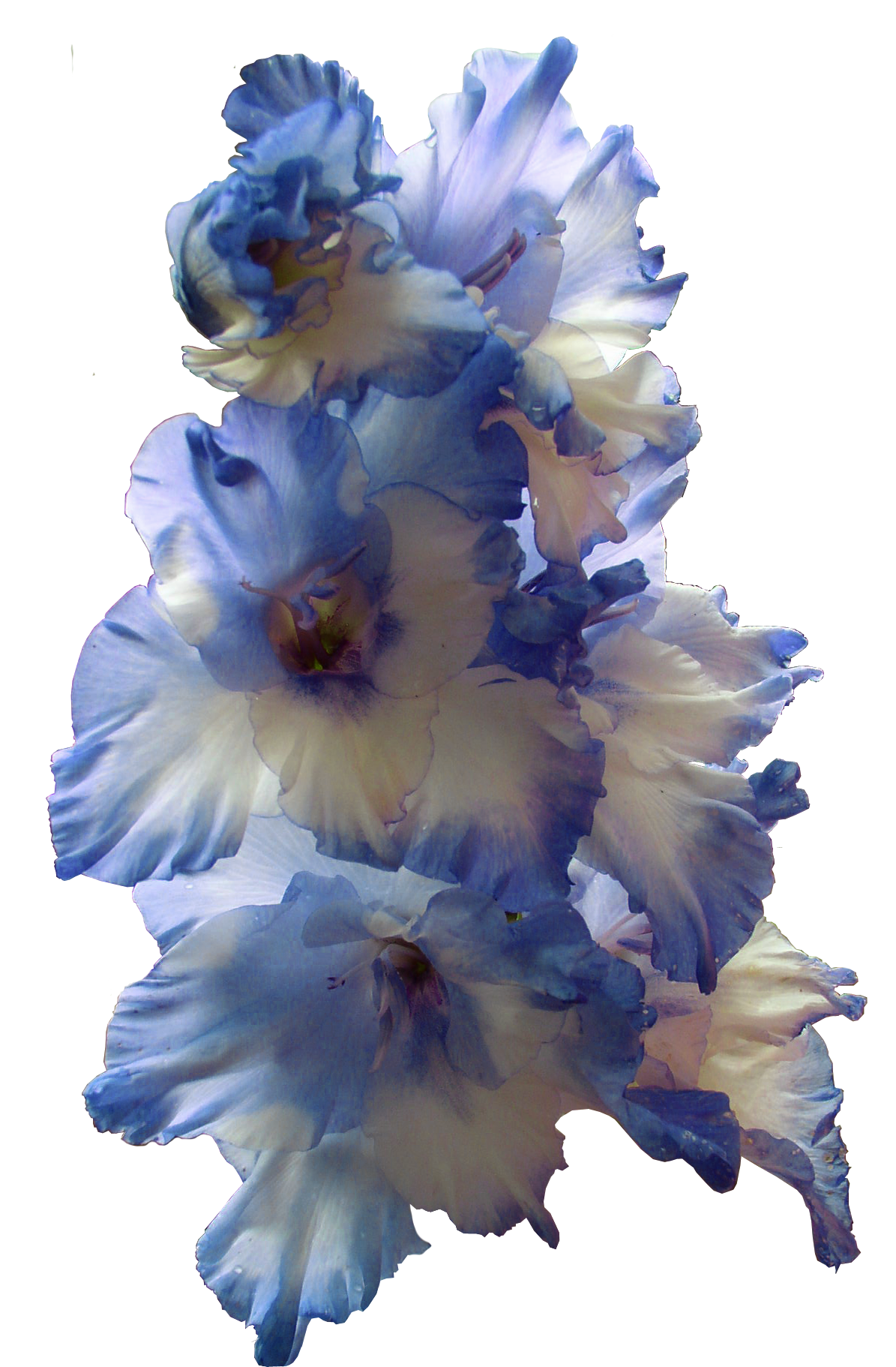 Gladiolus Transparent PNG Image