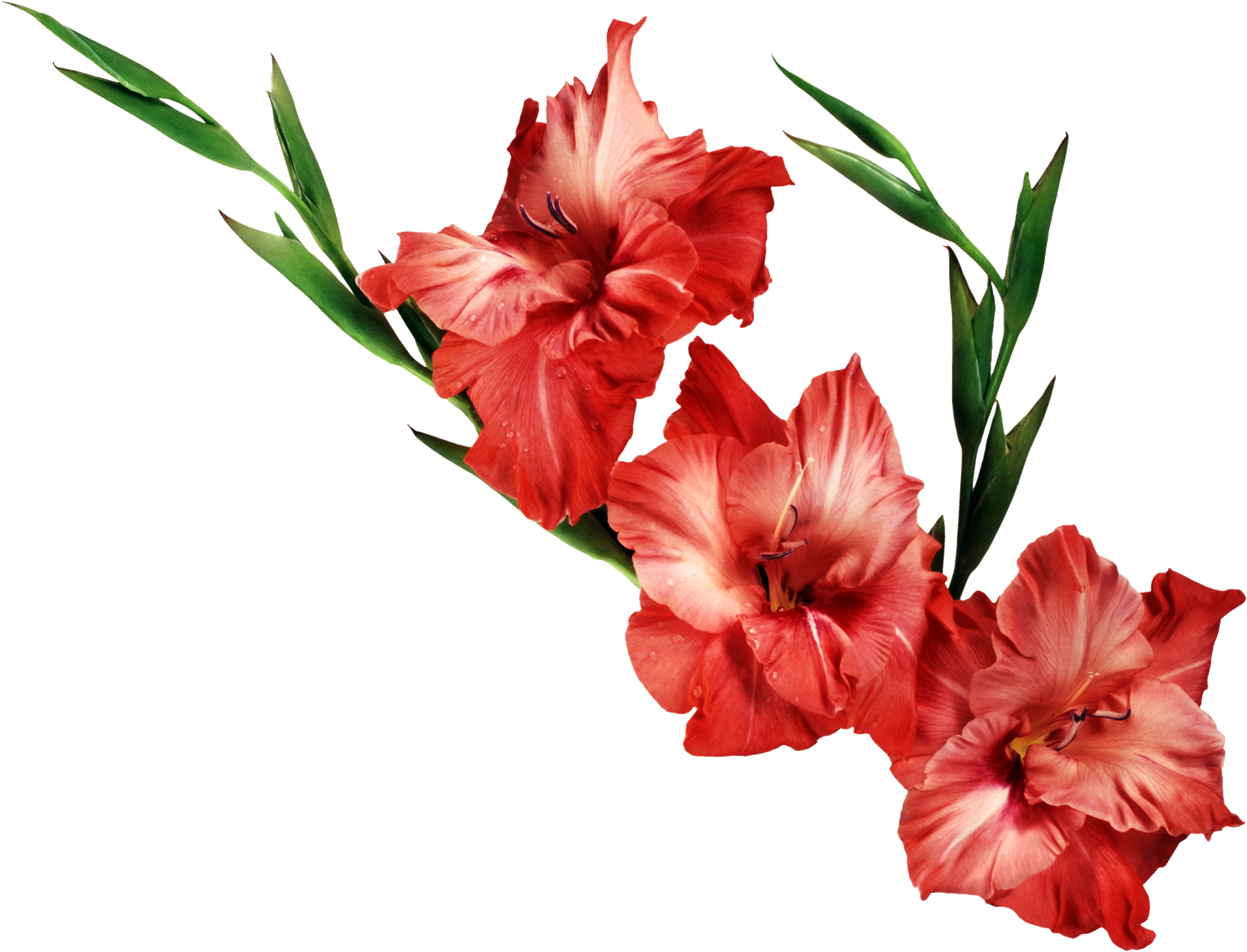 Gladiolus Transparent PNG Image