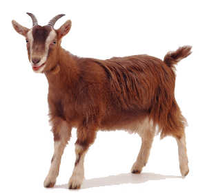 Goat Transparent PNG Image