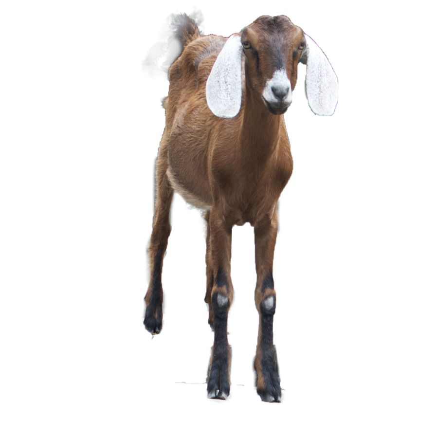 Goat Transparent PNG Image