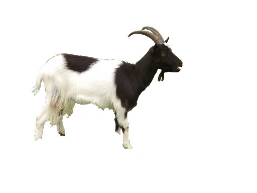 Goat Transparent PNG Image