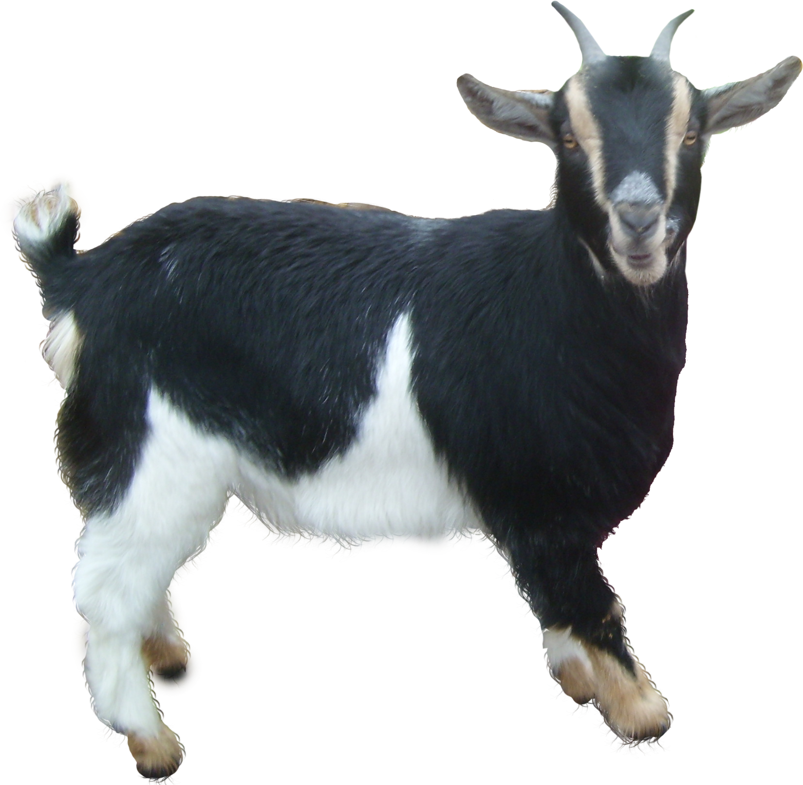 Goat Transparent PNG Image