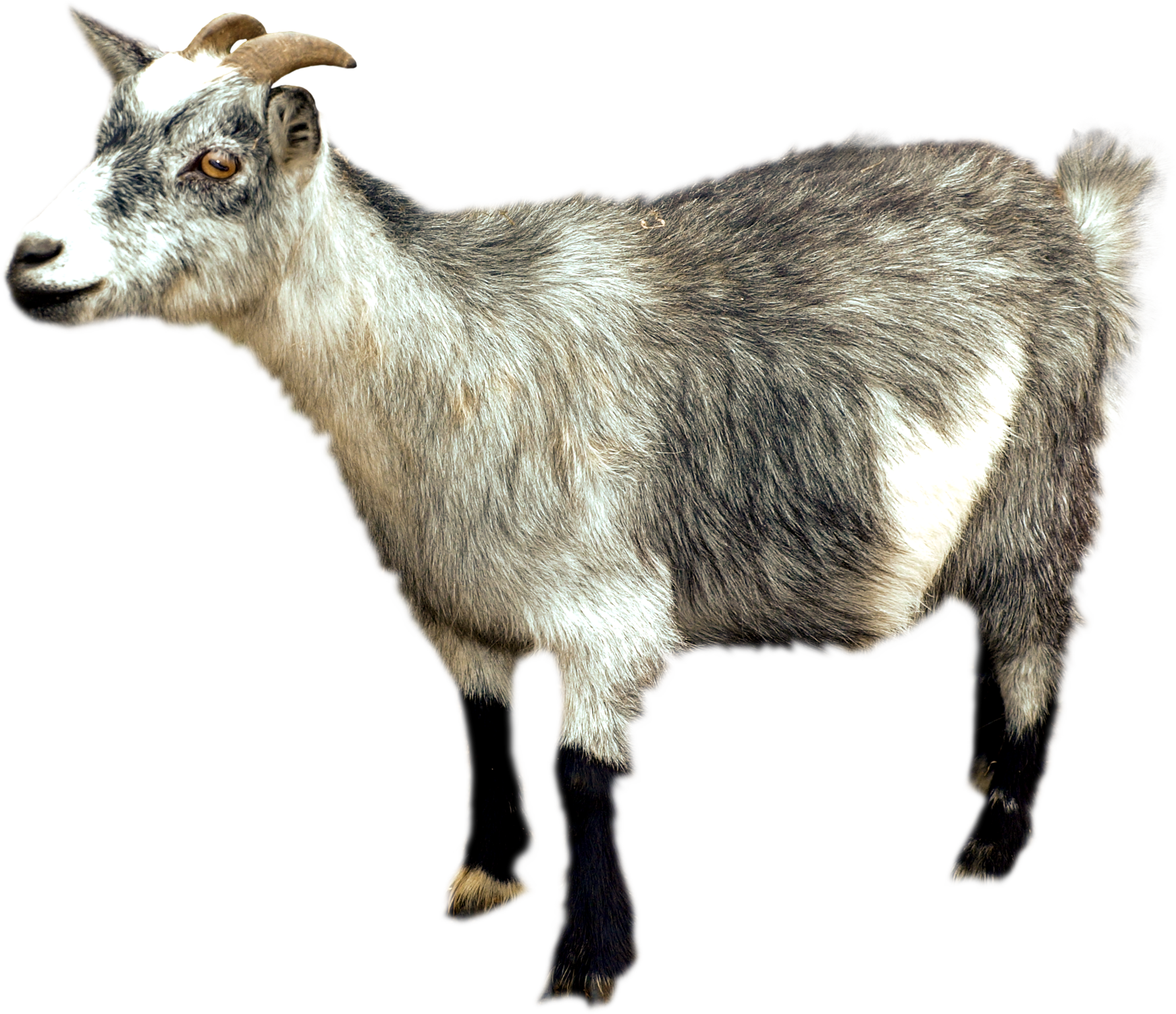 Goat Transparent PNG Image