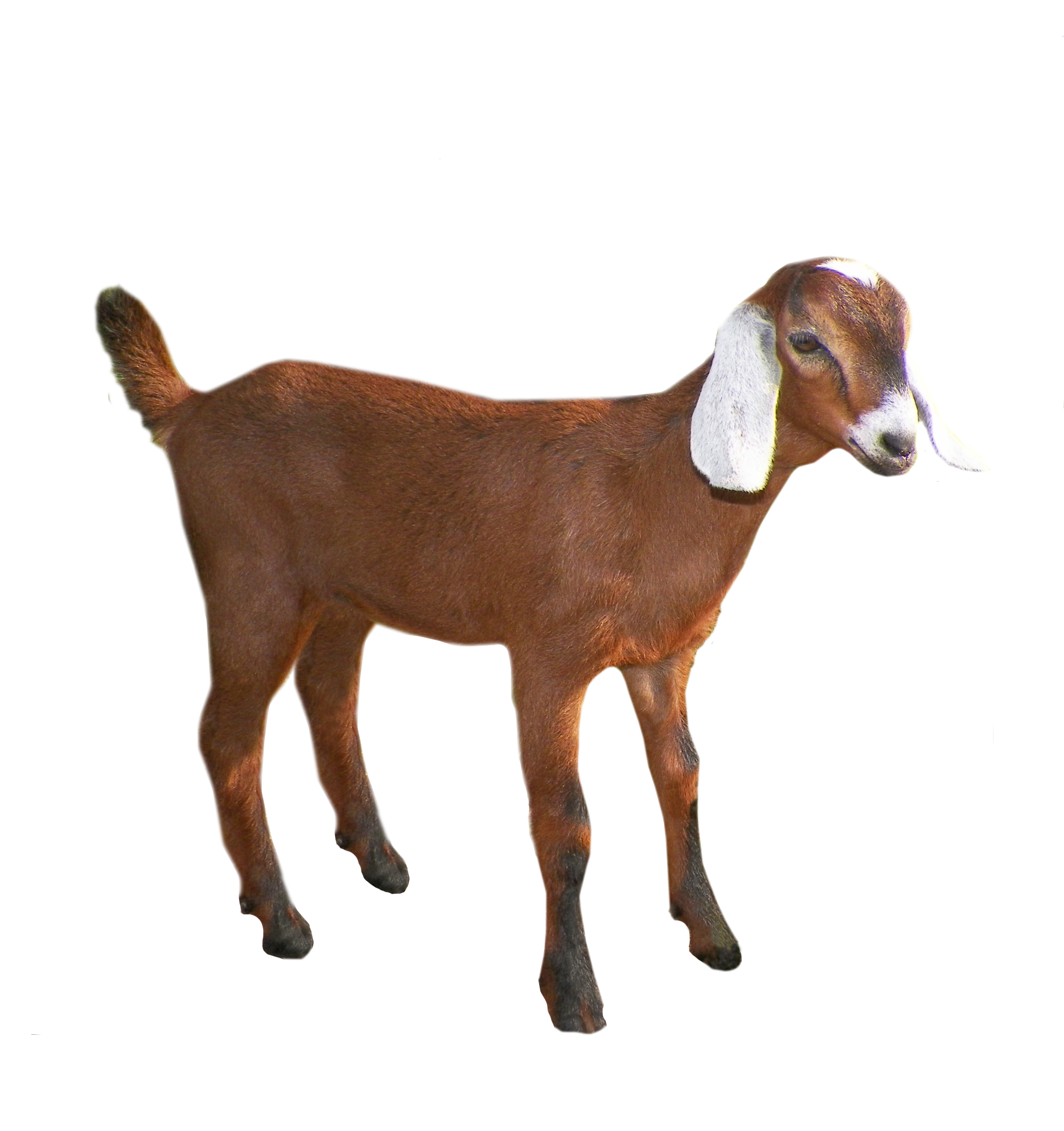 Goat File Transparent PNG Image