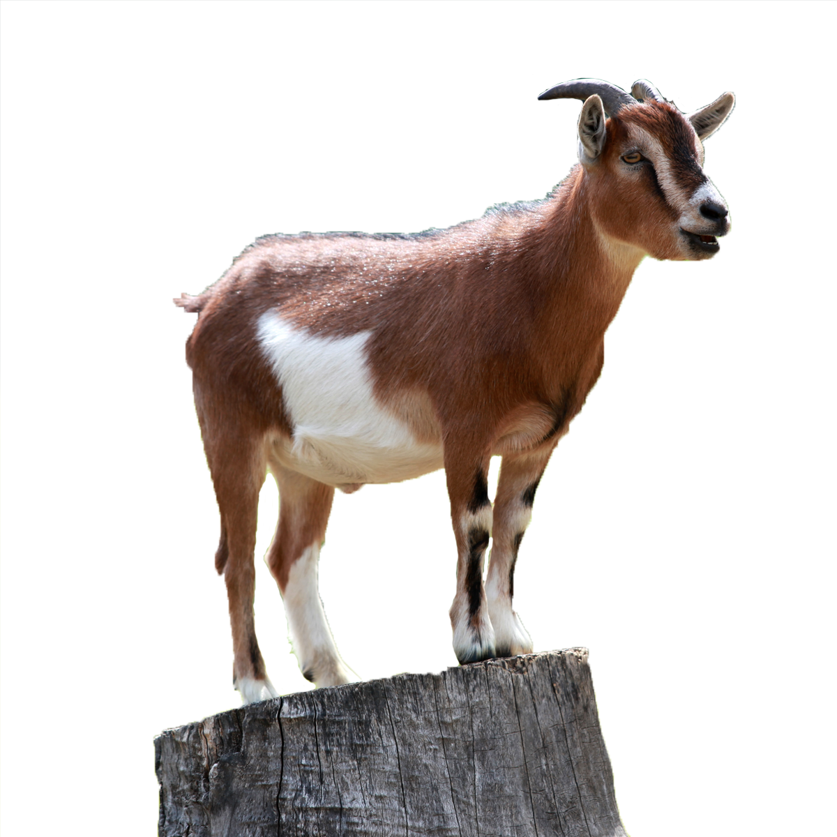Goat Transparent PNG Image