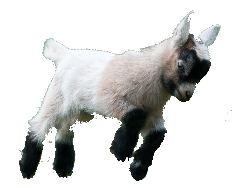 Goat Transparent PNG Image