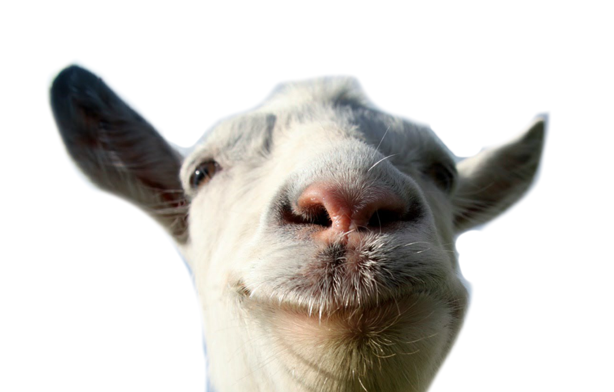 White Goat Transparent PNG Image