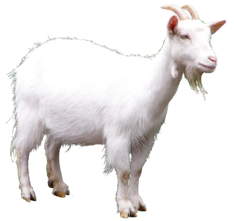 White Goat Transparent PNG Image