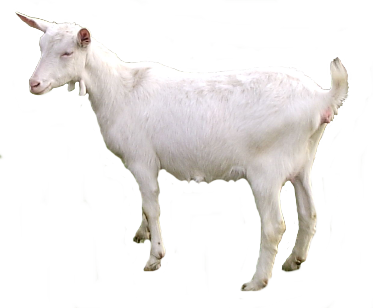 White Goat Transparent PNG Image