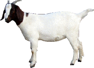 Goat Transparent PNG Image