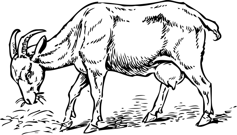 Vector Goat Drawing Transparent PNG Image