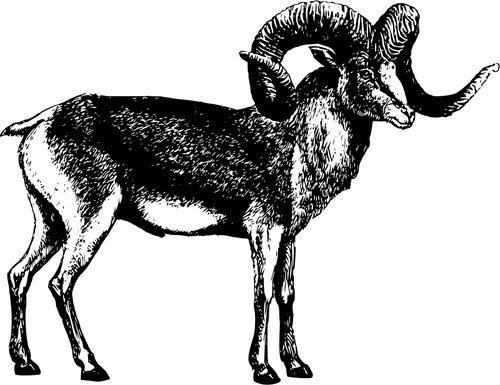 Vector Goat Horns Transparent PNG Image