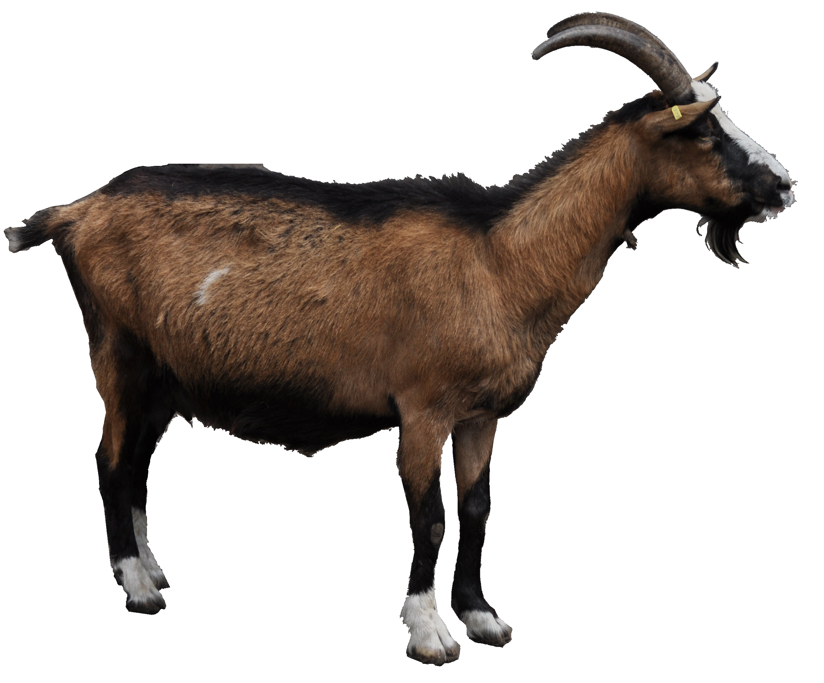 Goat File Transparent PNG Image
