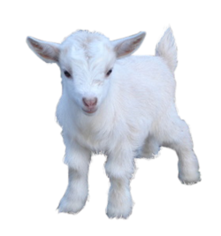 Goat Transparent PNG Image