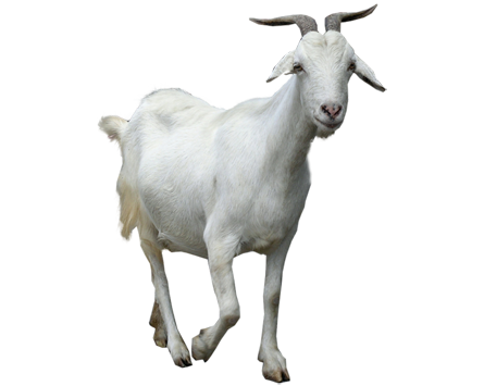 Goat Transparent PNG Image
