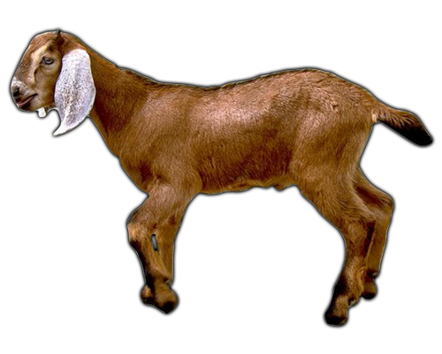 Goat Transparent PNG Image