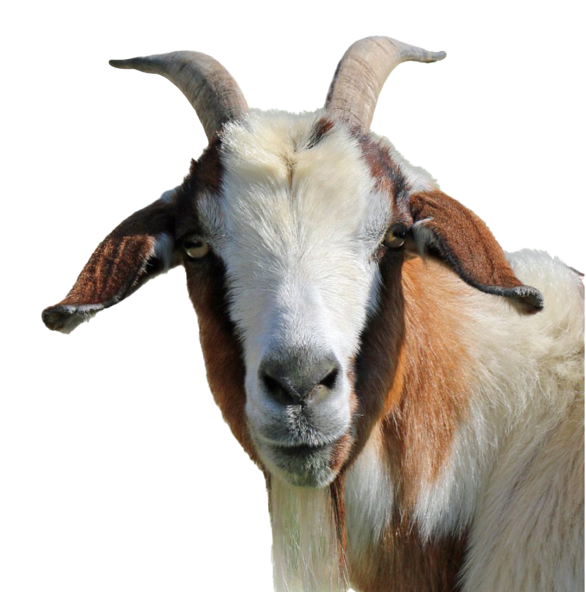 Goat Transparent PNG Image