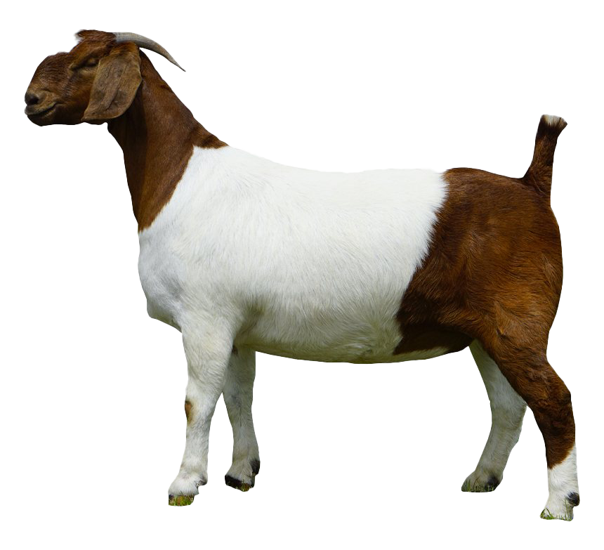 Goat Transparent PNG Image