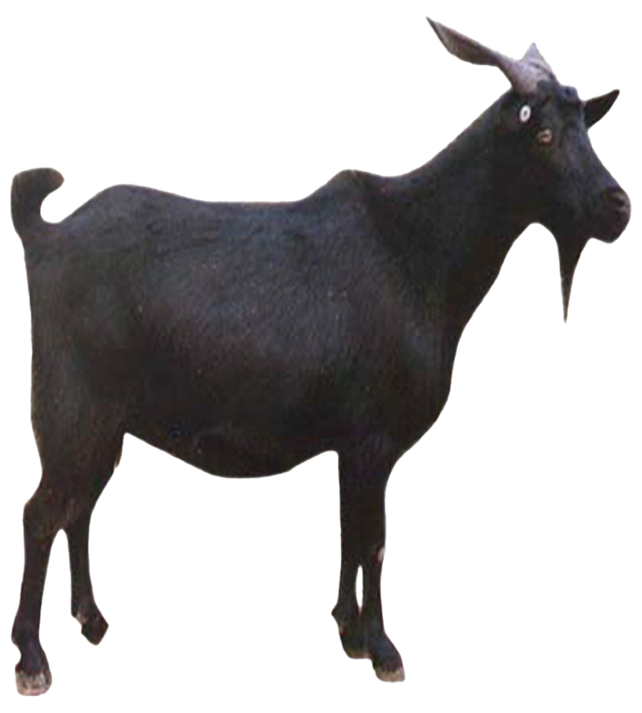 Goat Transparent PNG Image