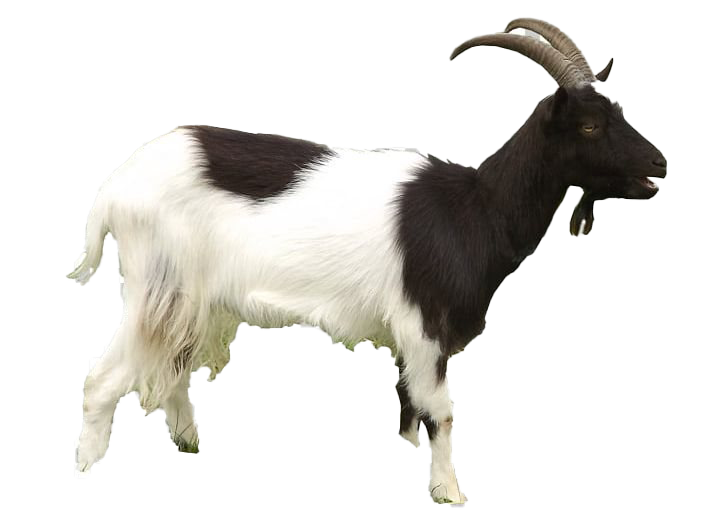 Goat Transparent PNG Image