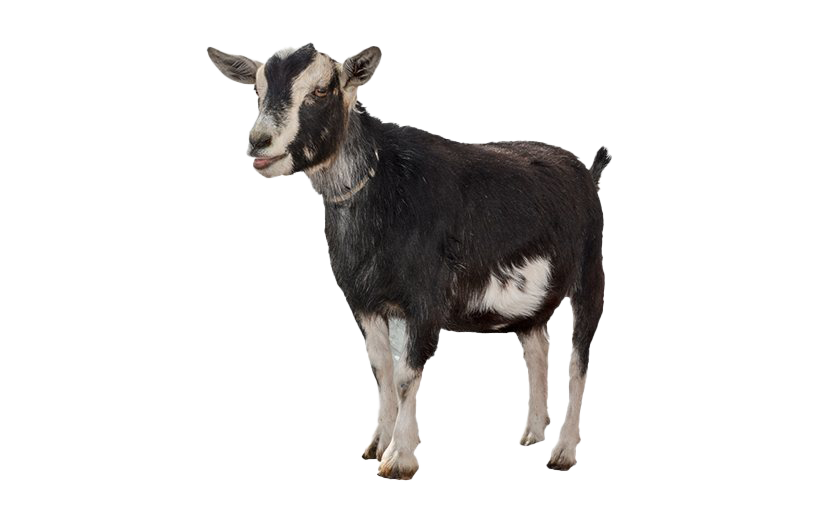 Goat File Transparent PNG Image