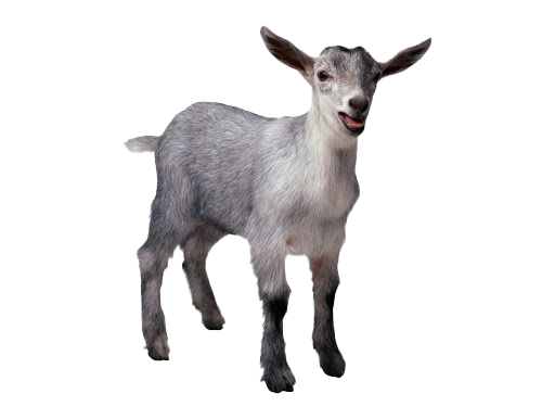 Goat Transparent PNG Image