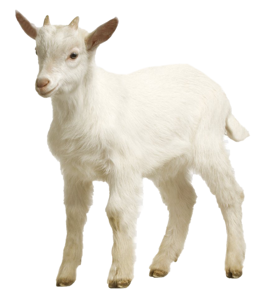 White Goat Transparent PNG Image