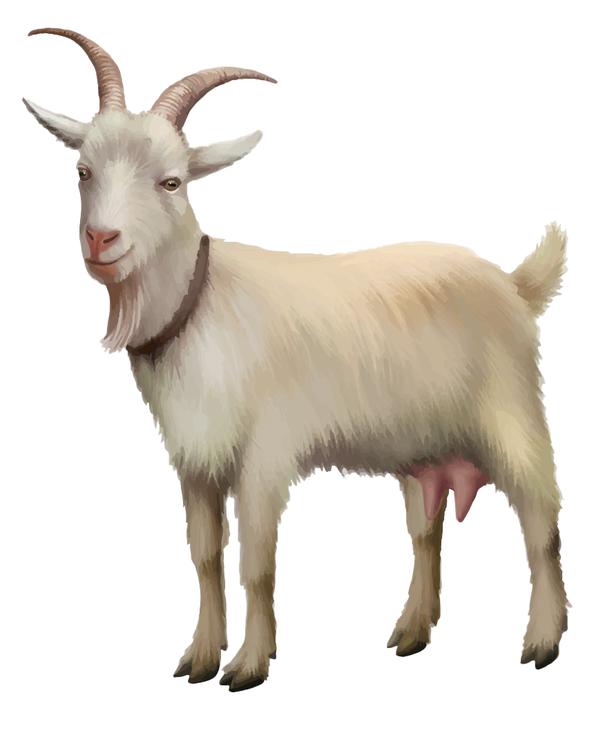 White Goat Transparent PNG Image