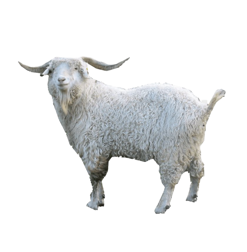 White Goat Transparent PNG Image