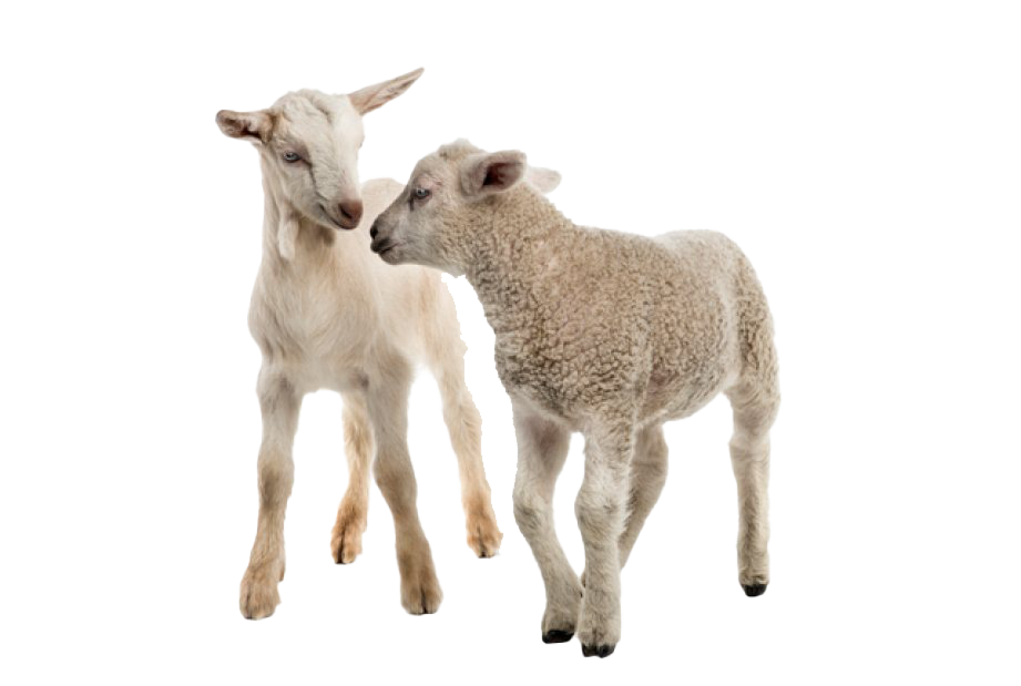 White Goat Transparent PNG Image