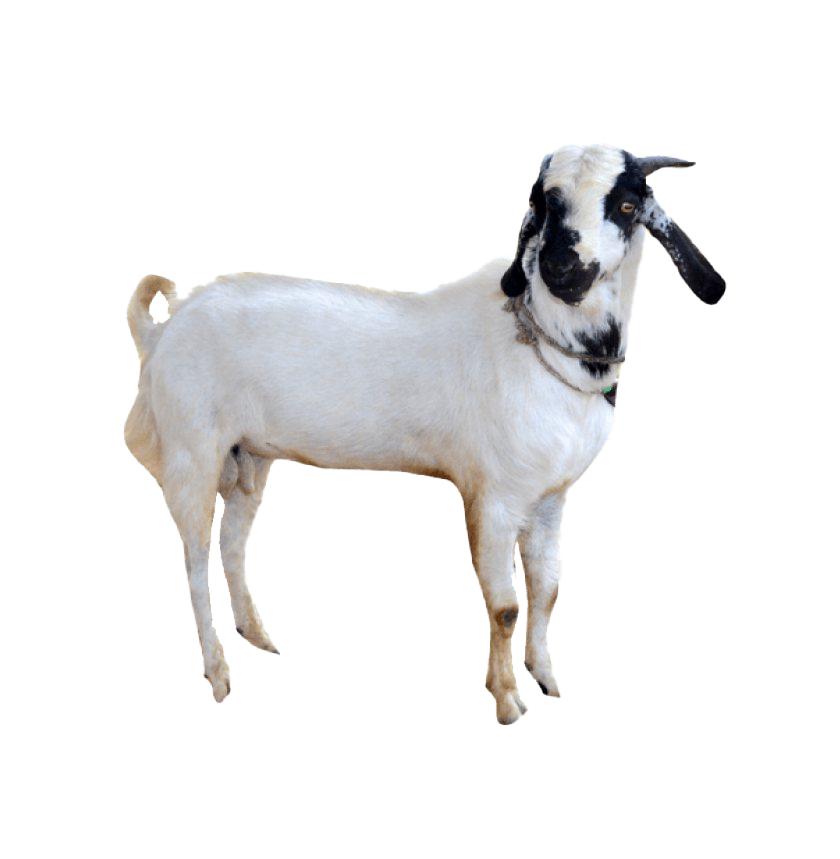 White Goat Transparent PNG Image