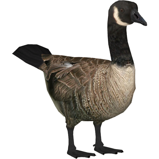 Goose Transparent PNG Image