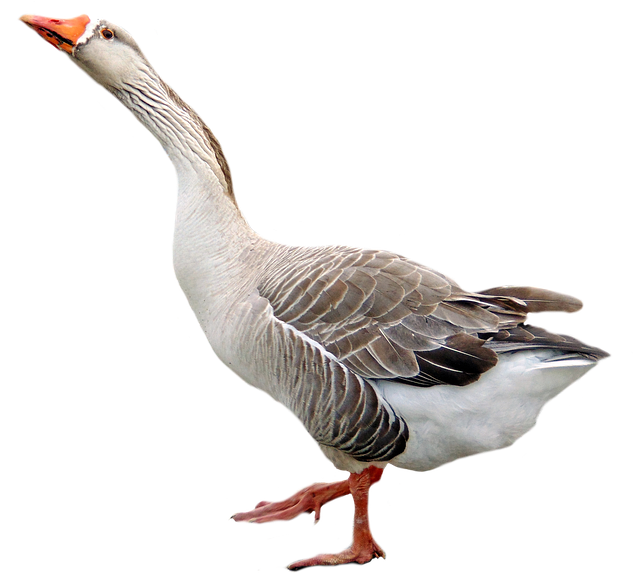 Goose Background Transparent PNG Image