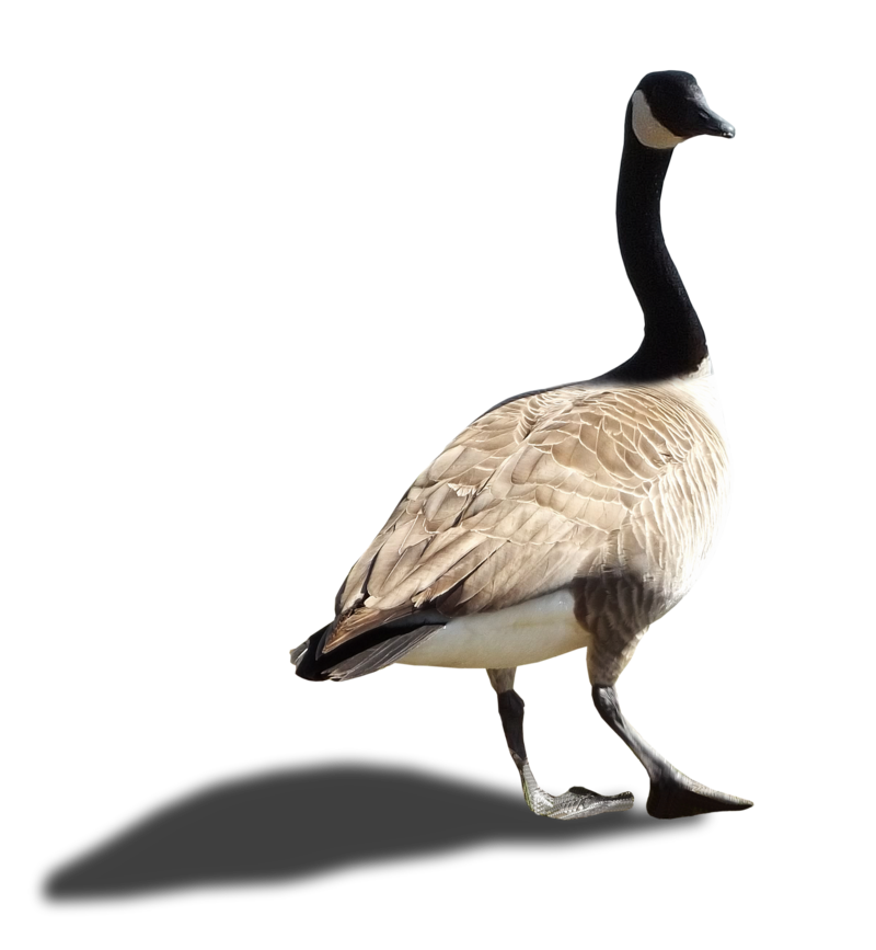 Goose Transparent PNG Image