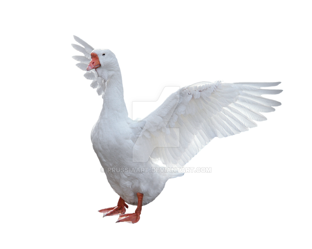 Goose Transparent PNG Image