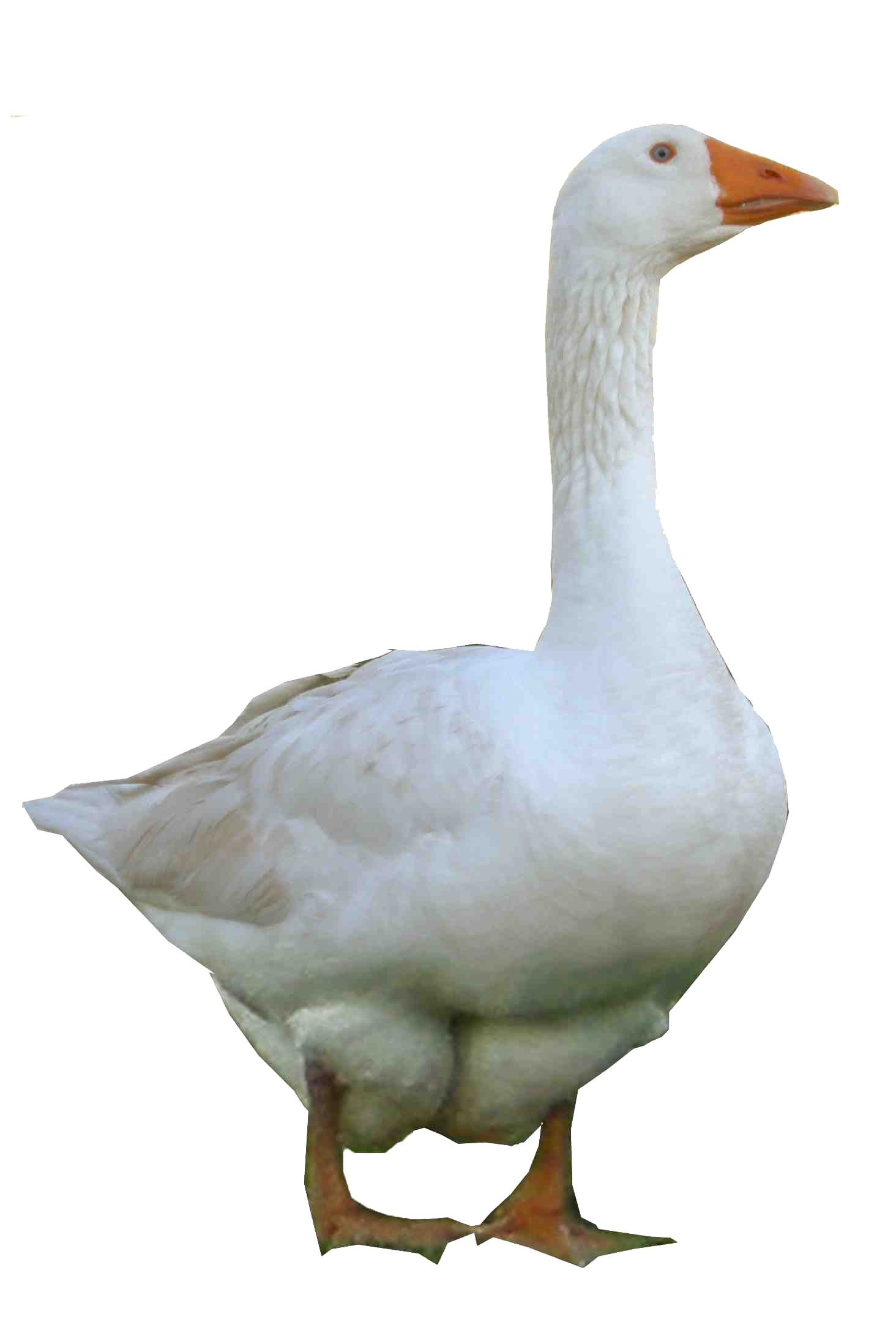 Goose Transparent PNG Image