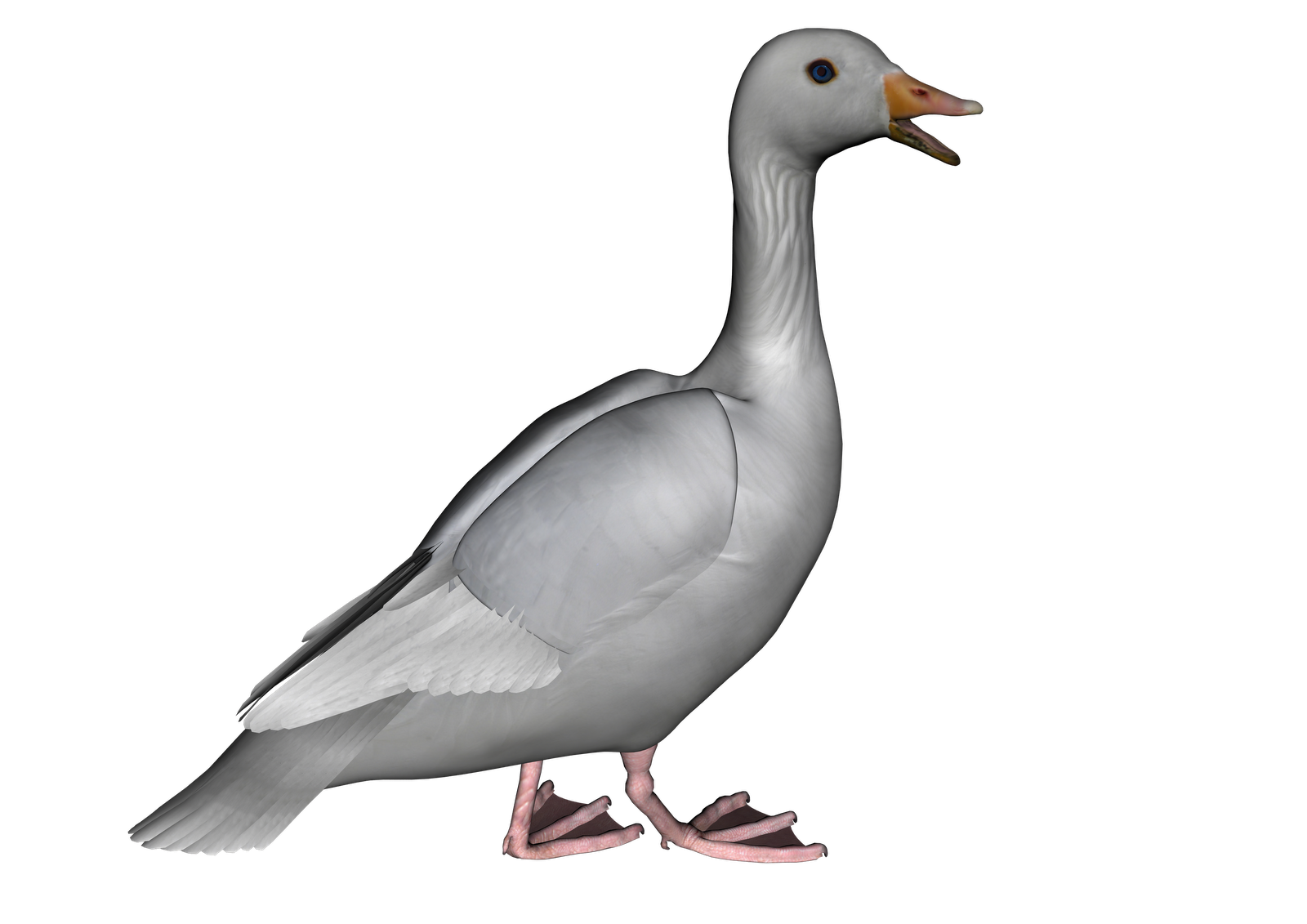 Goose Transparent PNG Image