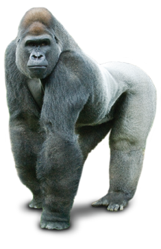 Gorilla Transparent PNG Image