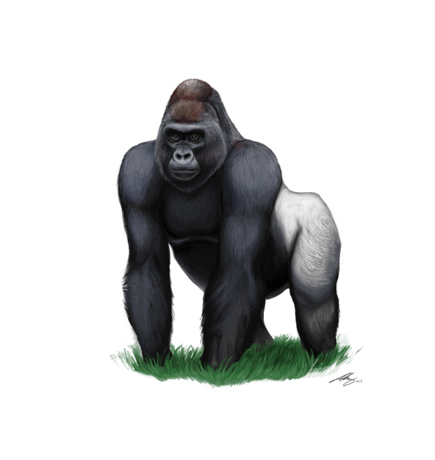 Gorilla Transparent PNG Image