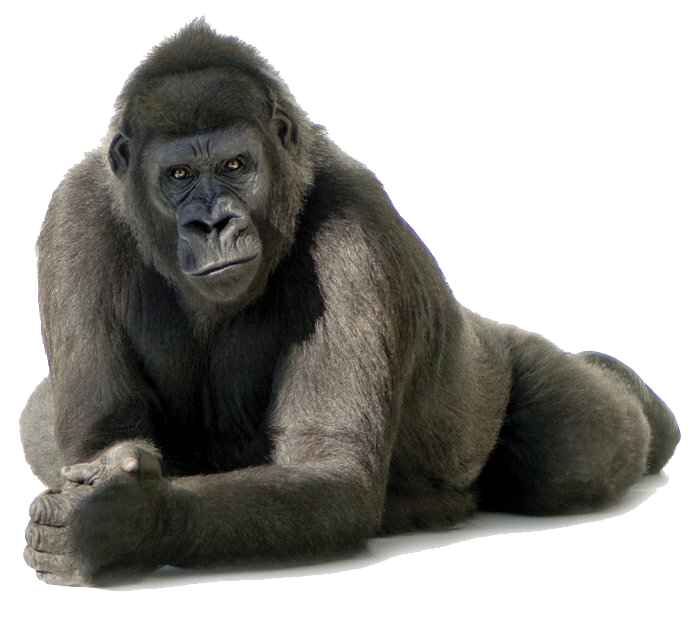 Gorilla Transparent PNG Image
