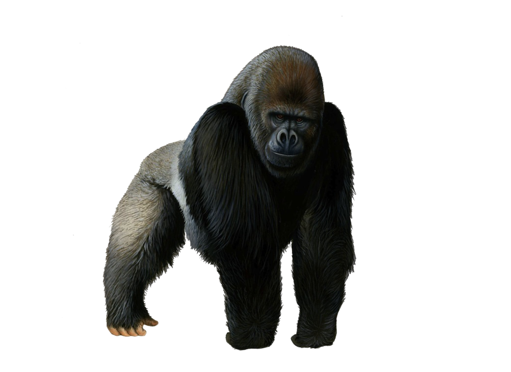 Gorilla Transparent PNG Image
